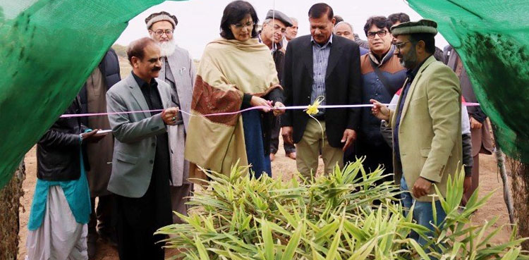 Pakistan's first-ever ginger harvest inaugurated in Chakwal