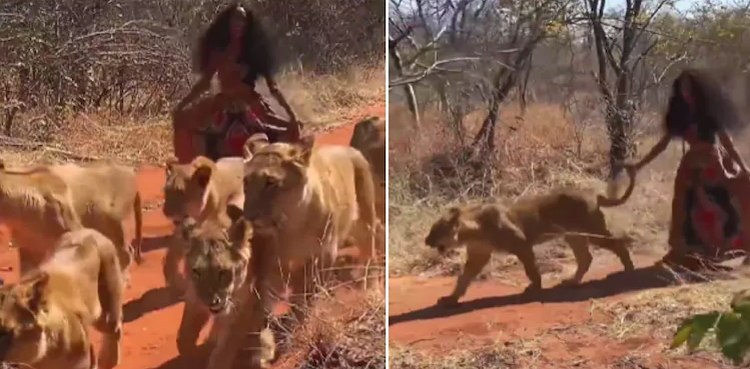 Woman walks with pack of lionesses, video goes viral