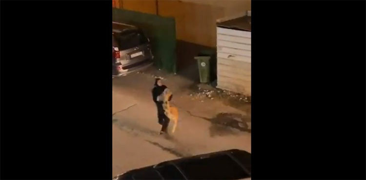 Video of woman catching lion on busy street goes viral
