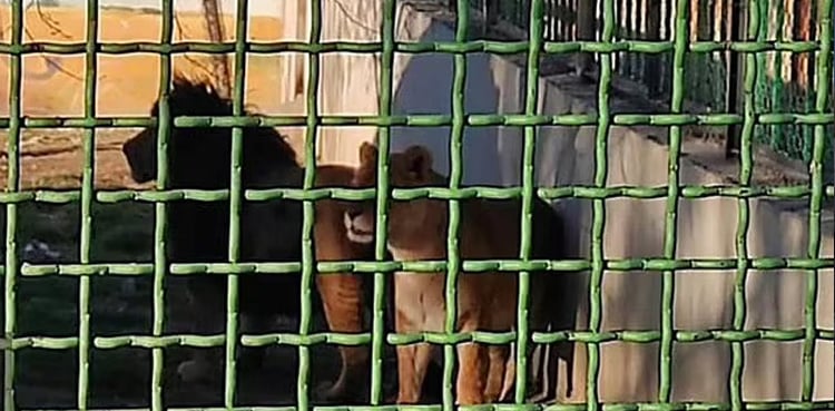 Lioness kills keeper, escapes zoo