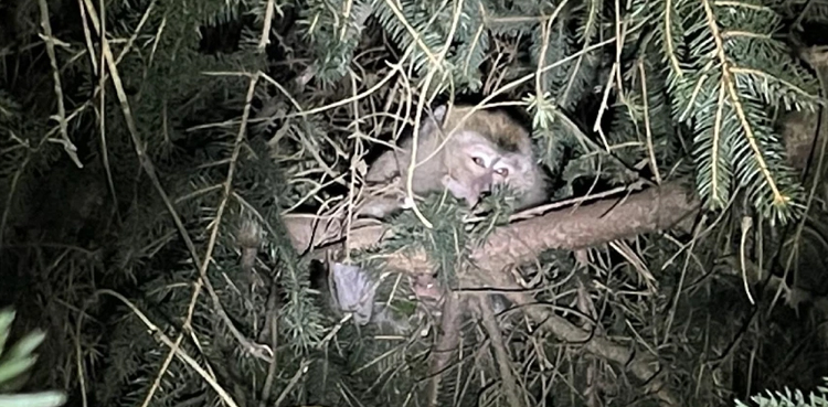 Monkeys escape after US road crash, several on the loose