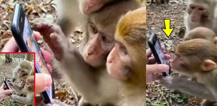 Watch Monkeys' hilarious reaction after seeing video of themselves on phone