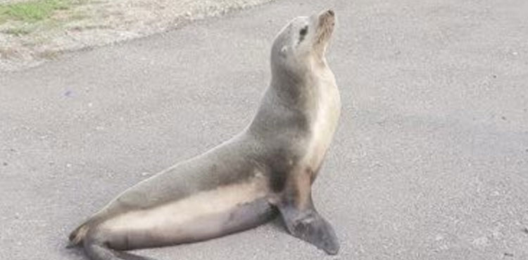 WATCH: Motorists stop traffic after sea lion strolls into middle of highway