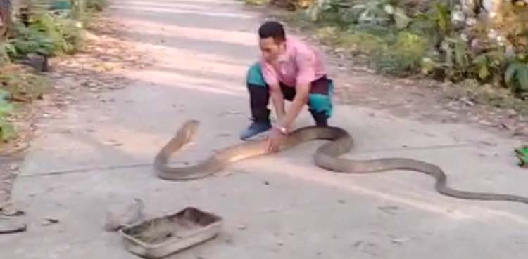 Man catches cobra with bare hands, video goes viral
