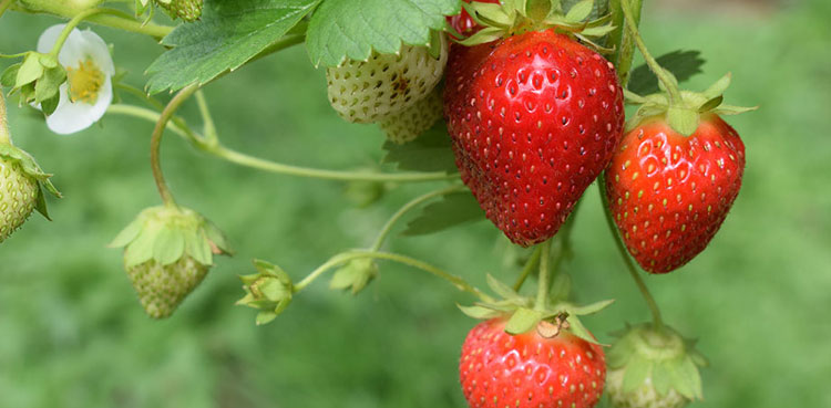 Hepatitis A outbreak linked to organic strawberries being investigated