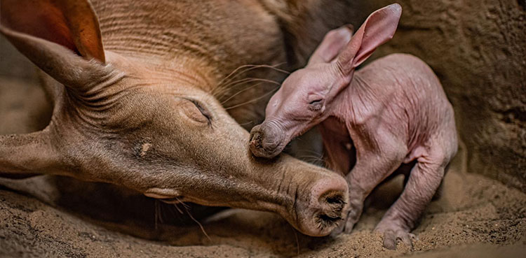 Dobby: Zoo welcomes first aardvark born in 90 years