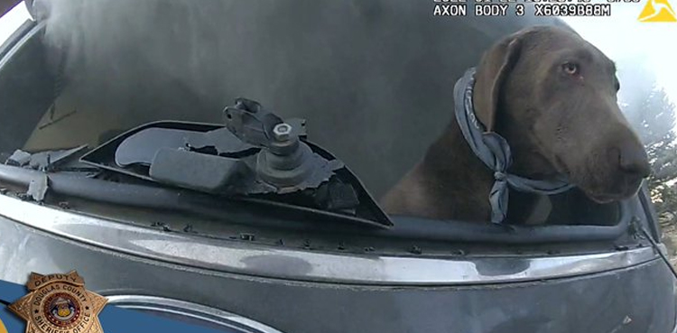 Viral video: Policeman saves dog from burning SUV