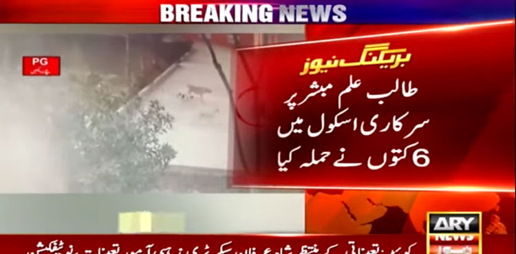 12-year-old boy mauled to death by stray dogs in Punjab's DG Khan