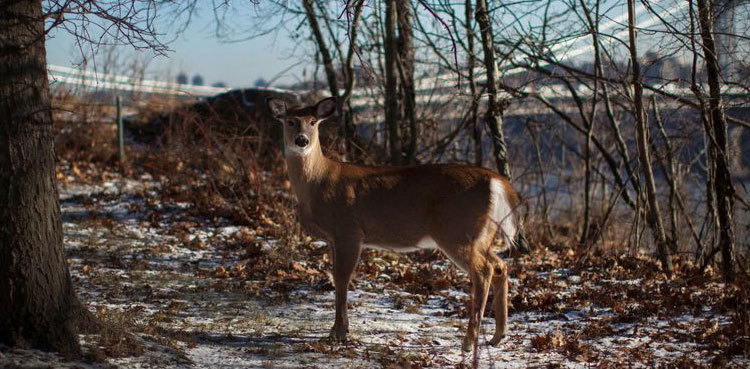 Discovery of Omicron in deer raises concern over possible new variants