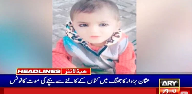 Stray dogs kill five-year-old child in Punjab's Jhang