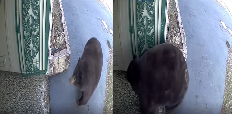 VIRAL: Bears wreak havoc on Lake Tahoe homeowners