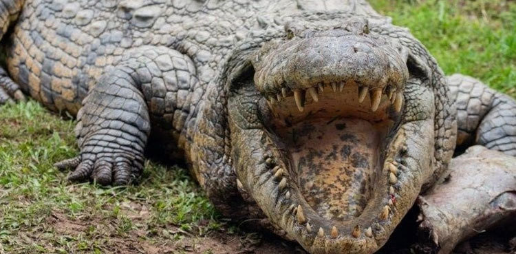 Baby dinosaur found inside 93 million-year-old crocodile fossil