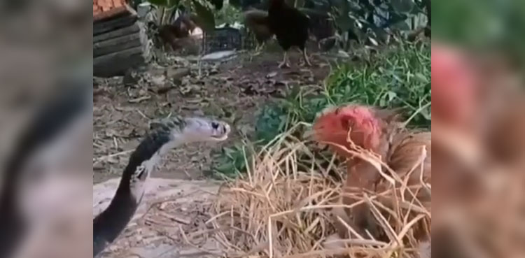 Watch: Snake meets hen sitting on eggs in viral video