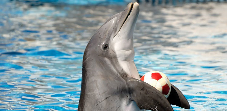 Dolphins imported from Ukraine for Lahore show die