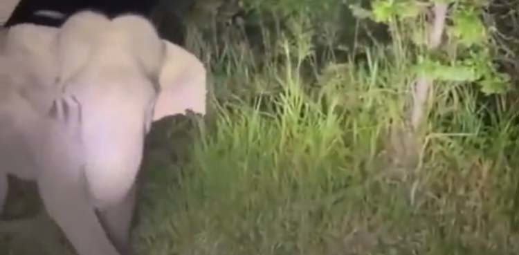 Video: Outrage as TikToker filmed scaring away elephant