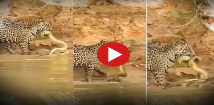 Viral Video: Snake bites angry leopard, gets in serious trouble