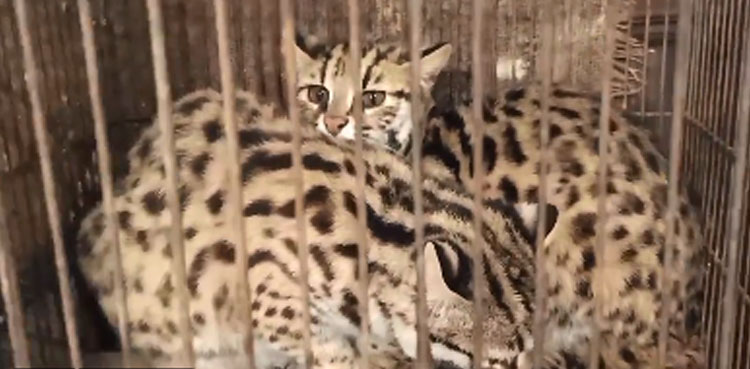 Video: Sindh wildlife dept rescues two leopard cats