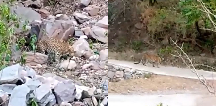 Video: Villagers kill another leopard in Azad Kashmir