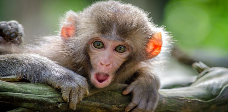 Two monkeys break out of Faisalabad zoo