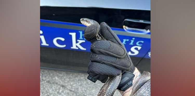 South Carolina police take 'home intruder' snake into custody