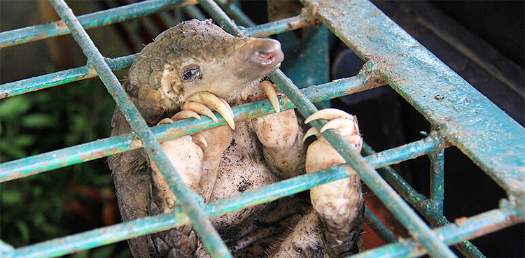 COVID pandemic treaty: Ban sought on wildlife markets