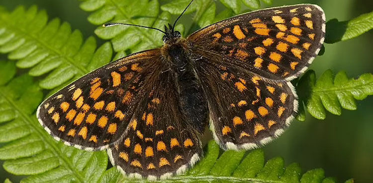 Rare Butterfly species saved from extinction by restoring habitat