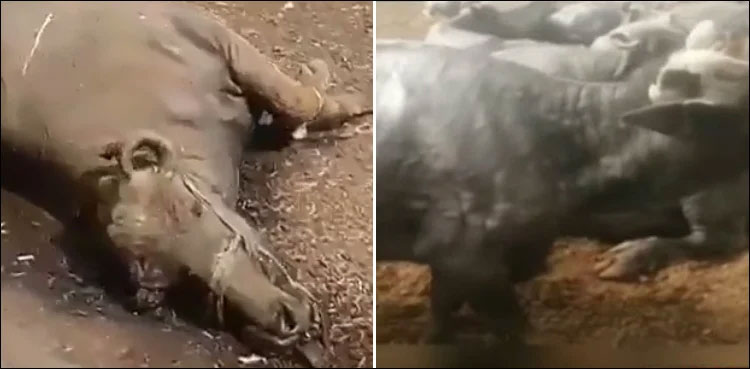 LSD epidemic spreads to buffaloes too!