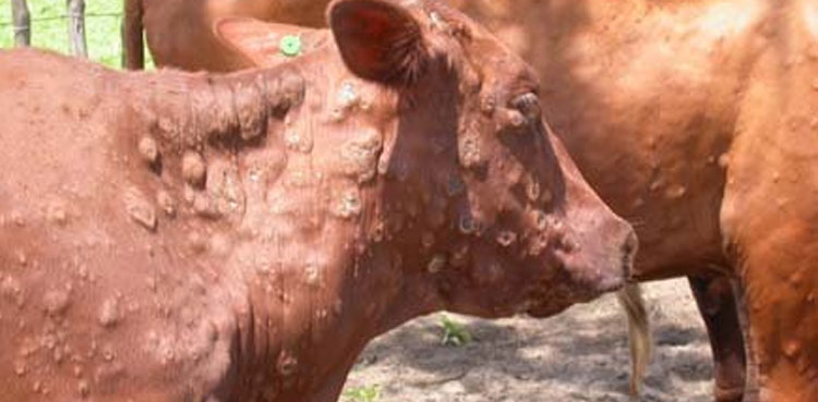 LSD epidemic: Over 5,000 cattle infected in KPK