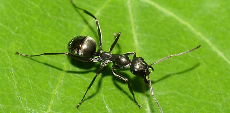 Research proves Ants can detect cancer cells better than dogs