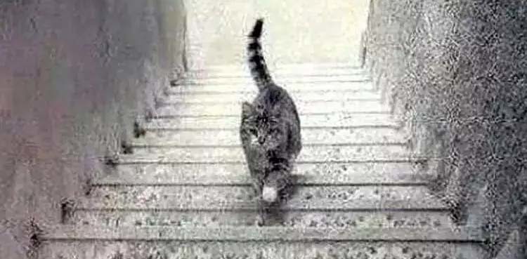 Optimist or pessimist: This cat illusion will reveal your personality