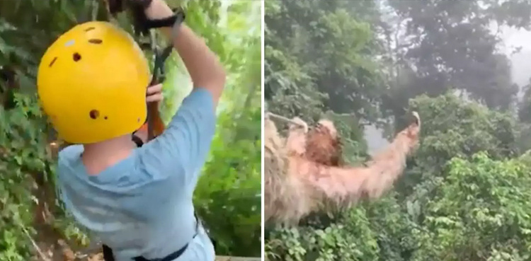 Child gets unexpected visitor while zip-lining; video goes viral