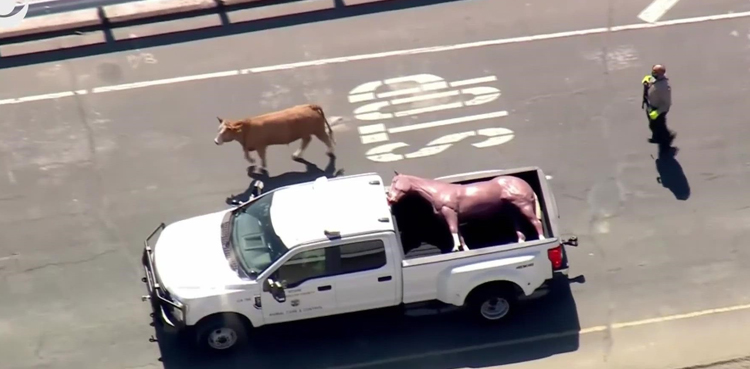 Viral: Cow on the loose on freeway; tests animal control officers
