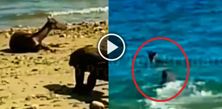 Viral Watch: Komodo Dragon hunts Deer in mid sea