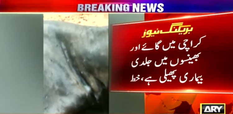 Karachi dairy farmers seek Fed help over viral disease in livestock