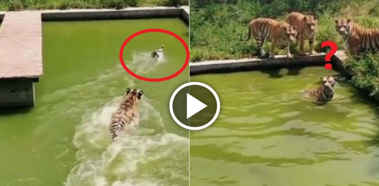 Watch: Clever duck outsmarts tigers in viral video
