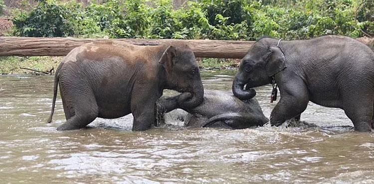 Fast Shrinking Species