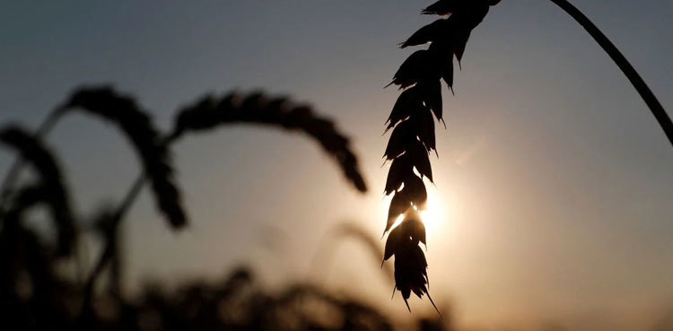 Food crisis grows as spiralling prices spark export bans