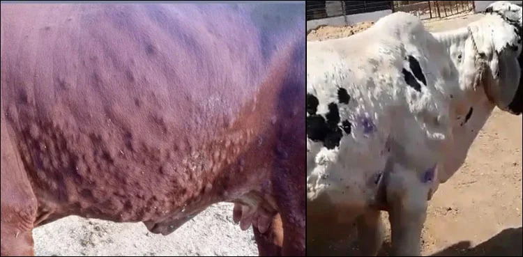 Lumpy skin disease: 20 more animals die in a day