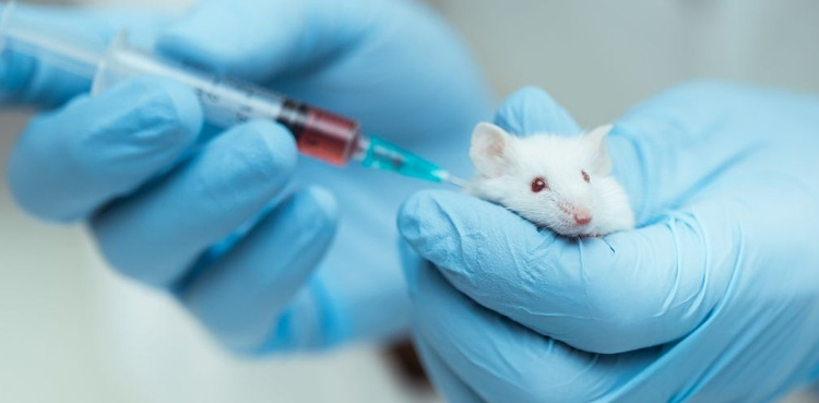 Scientists reverse aging in mice using Cellular rejuvenation therapy