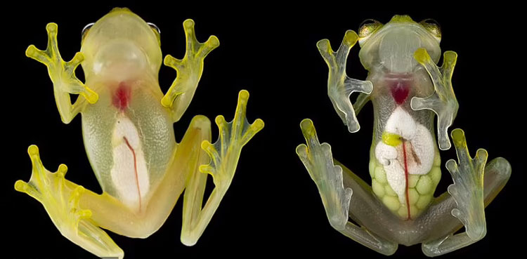 Two species of see-through frogs discovered in Ecuador