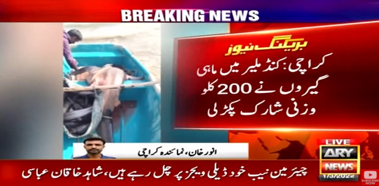 Shark caught by fishermen in Karachi