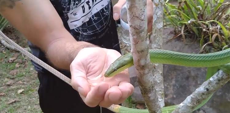 Viral video: Man feeds thirsty snake with water