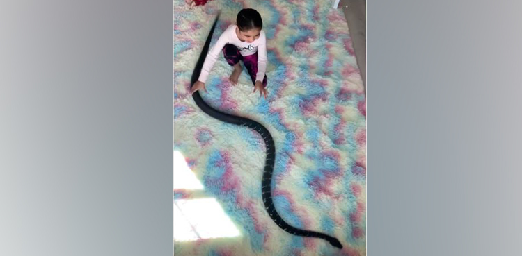 VIRAL: Child enjoys playing with huge python in shocking video
