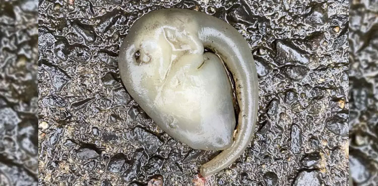 Viral: Alien-like creature found after heavy rain in Sydney