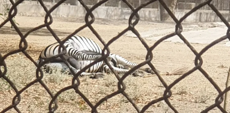 Zebra dies at Karachi zoo after spending 10 years in loneliness