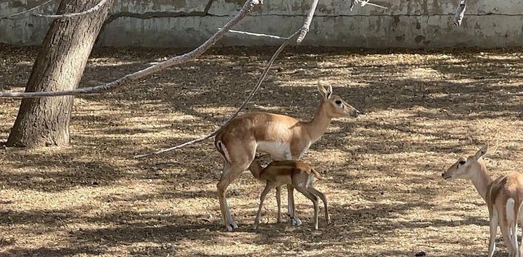 Watch: Karachi zoo hosts six newborn fawns