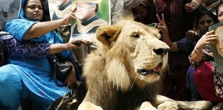 IHC stops political parties from displaying animals at public rallies