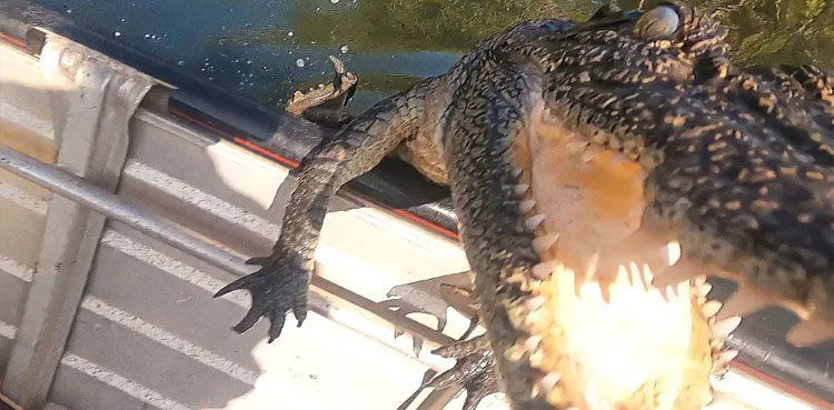 Watch: Crocodile jumps onto a boat, terrifies fishing couple