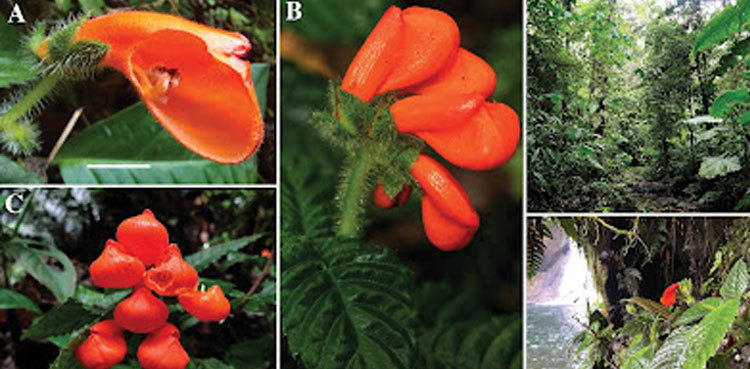Extinct flower rediscovered in South America after four decades