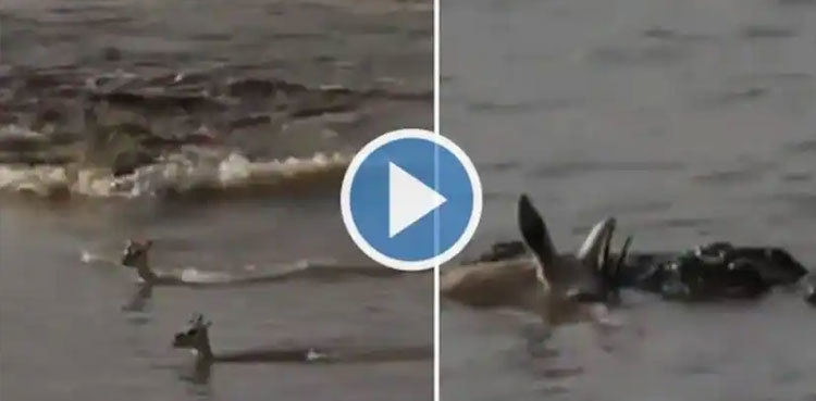 Heartbreaking: Mother Deer sacrifices herself to save baby from Crocodile